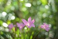 Pinky Rain lilies flowers Royalty Free Stock Photo