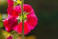 Pinky red Hollyhock flower seen from behind with bright sunshine shining through the vibrant coloured petals.