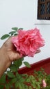 Pinky rose in my garden