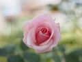 Pinky rose Royalty Free Stock Photo