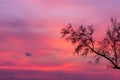 Pinky sky with beautiful twilight and silhouette of tree