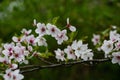 Pinky Spring Flowers in Green Background Royalty Free Stock Photo