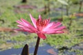 Pinky waterlily