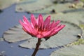 Pinky Waterlily