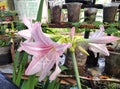 Pinky white flower of Indonesia Asia