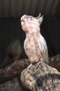 Pinky White Parrot in captivity