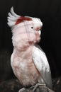 Pinky White Parrot in captivity