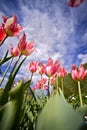 Pinky White Tulips