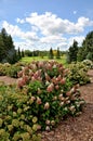 Pinky Winky Hydrangea garden