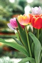 Pinky yellow Single Late tulips (Tulipa) Blushing Lady bloom in a garden Royalty Free Stock Photo