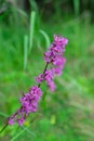 Pinl colored Viscaria vulgaris flowers also known as the sticky catchfly or clammy campion on green blurred background