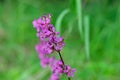 Pinl colored Viscaria vulgaris flowers also known as the sticky catchfly or clammy campion on green blurred background Royalty Free Stock Photo