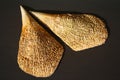 Pinna nobilis, noble pen shelsl, macro photography, closeup