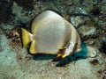 Pinnate Batfish - Platax pinnatus