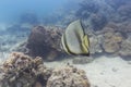 Pinnate batfish (Platax pinnatus) Royalty Free Stock Photo