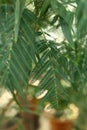 Pinnate leaves of Acacia melanoxylon, the Australian Blackwood