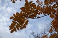 Pinnate leaves of rowan in autumn Royalty Free Stock Photo