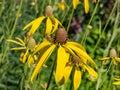 Pinnate prairie coneflower, gray-head, yellow or prairie coneflower (Ratibida pinnata) blooming with yellow flower Royalty Free Stock Photo