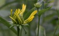 Pinnate prairie coneflower, Ratibida pinnata, budding flower Royalty Free Stock Photo