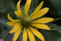 Pinnate prairie coneflower, Ratibida pinnata, inflorescence