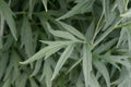 Pinnate prairie coneflower, Ratibida pinnata, pinnately divided leaves Royalty Free Stock Photo