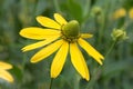 Pinnate prairie coneflower, Ratibida pinnata Royalty Free Stock Photo