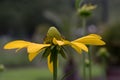 Pinnate prairie coneflower, Ratibida pinnata, flower facing upward Royalty Free Stock Photo