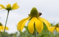 Pinnate prairie coneflower, Ratibida pinnata, flower with honeybee Royalty Free Stock Photo