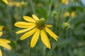 Pinnate prairie coneflower, Ratibida pinnata, wild habitat