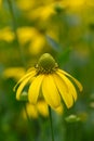 Pinnate prairie coneflower Ratibida pinnata yellow flower in close-up Royalty Free Stock Photo