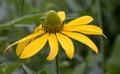 Pinnate prairie coneflower, Ratibida pinnata, yellow flower with high cone