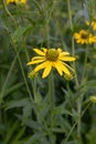 Pinnate prairie coneflower Ratibida pinnata, yellow flower Royalty Free Stock Photo