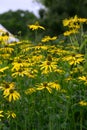 Pinnate prairie coneflower Ratibida pinnata yellow flowers in garden Royalty Free Stock Photo