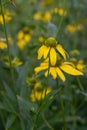 Pinnate prairie coneflower Ratibida pinnata, yellow flowers Royalty Free Stock Photo