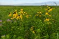 Pinnate Prairie Coneflowers