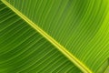 Pinnate venation on green banana leaf Background concept for health