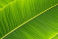 Pinnate venation on green banana leaf Background concept for health