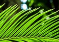 The pinnately compound leaves of Cycas revoluta Thunb Royalty Free Stock Photo