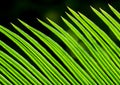 The pinnately compound leaves of Cycas revoluta Thunb Royalty Free Stock Photo