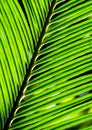 The pinnately compound leaves of Cycas revoluta Thunb