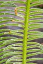 The pinnately compound leaves of Cycas siamensis plant with wate