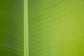 Pinnately parallel venation banana leaf pattern with clear water drops on green color young leaf texture Royalty Free Stock Photo