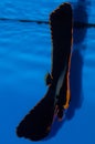 Pinnatus Batfish Royalty Free Stock Photo