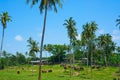 Pinnawala elephant orphanage Royalty Free Stock Photo