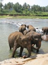 Pinnawala elephant orphanage Royalty Free Stock Photo