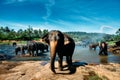 Pinnawala elephant orphanage, national park in Sri Lanka. Group of elephants bathing in river. Royalty Free Stock Photo