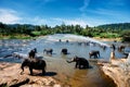 Pinnawala elephant orphanage, national park in Sri Lanka. Group of elephants bathing in river. Royalty Free Stock Photo