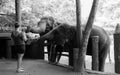 Lady feeding the orphan elephants