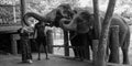 Pinnawala Elephant Orphanage is an nursery and captive breeding ground for wild asian elephants and has the largest herd of