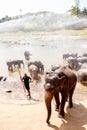 Elephants Pinnawala sanctuary , Sri Lanka